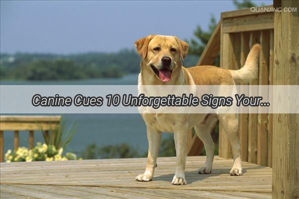  Canine Cues 10 Unforgettable Signs Your Dog Might Be Sick